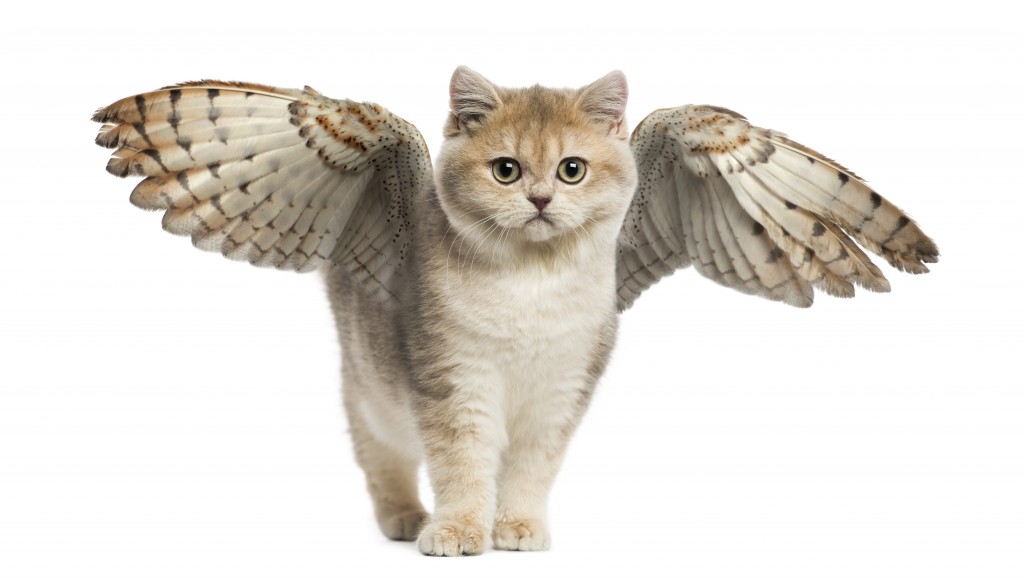winged cat